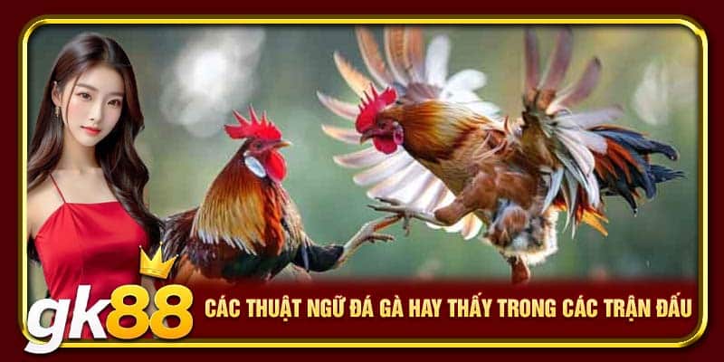 Thuật Ngữ Đá Gà GK88 | Từ Sư Kê Nên Nắm Nếu Muốn Thắng 3 Các thuật ngữ đá gà hay thấy trong các trận đấu