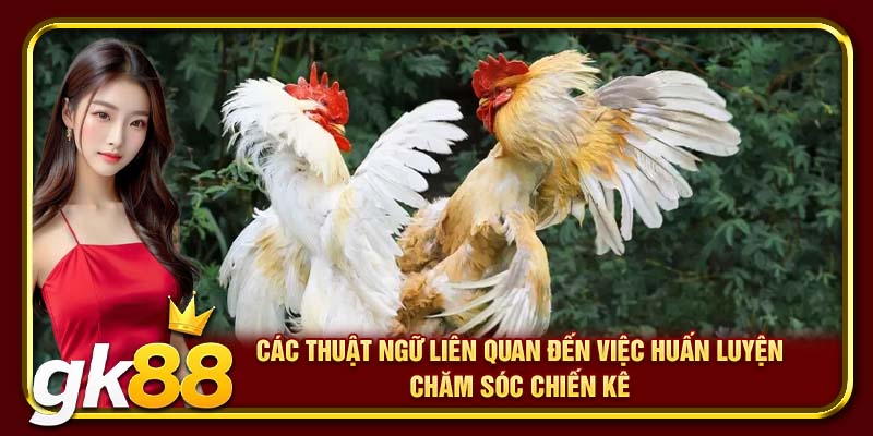Thuật Ngữ Đá Gà GK88 | Từ Sư Kê Nên Nắm Nếu Muốn Thắng 4 Các thuật ngữ liên quan đến việc huấn luyện chăm sóc chiến kê