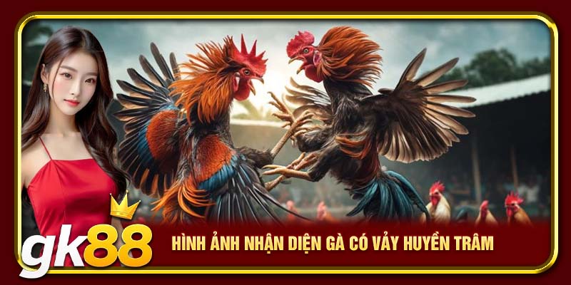 Vảy Gà Huyền Trâm GK88 | Giống Chiến Kê Có Vảy Quý Hiếm 3 Hình ảnh nhận diện gà có vảy huyền trâm