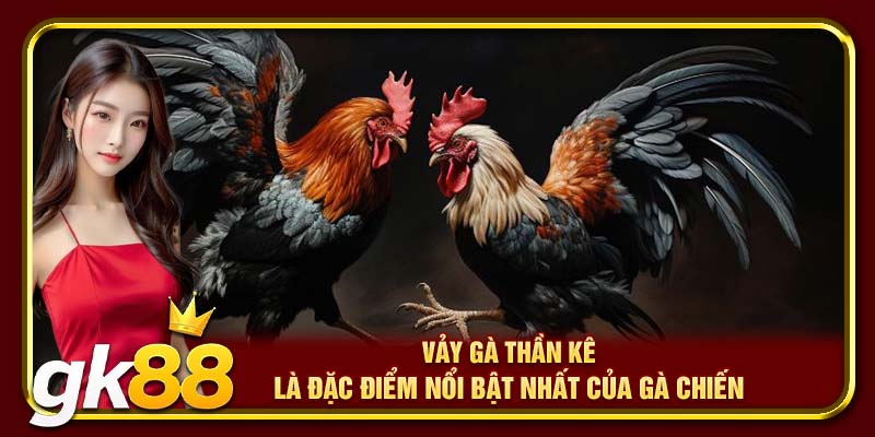 Vảy Gà Thần Kê GK88 | Tìm Hiểu Chi Tiết Về Giống Vảy Quý Hiếm 2 Vảy gà thần kê là đặc điểm nổi bật nhất của gà chiến